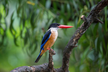 Black-Capped Kingfisher has a purple-blue wings and back, black head and shoulders, white neck collar and throat, and rufous underparts.