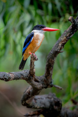Black-Capped Kingfisher has a purple-blue wings and back, black head and shoulders, white neck collar and throat, and rufous underparts.