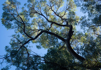 eucalyptus tree under blue sky