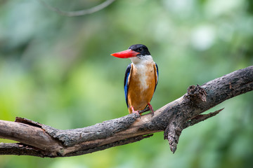 Black-Capped Kingfisher has a purple-blue wings and back, black head and shoulders, white neck collar and throat, and rufous underparts.