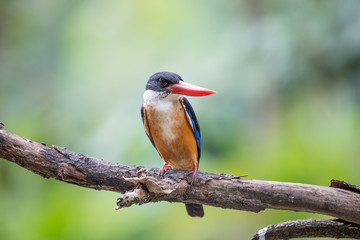 Black-Capped Kingfisher has a purple-blue wings and back, black head and shoulders, white neck collar and throat, and rufous underparts.