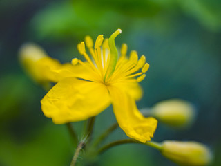 Yellow flower of medicinal herb