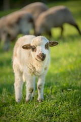 Small cute lamb gambolling in a farm. Small Sheep on the meadow.