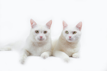 couple cute white cat with white background