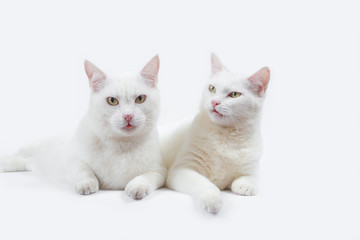 Obraz premium couple cute white cat with white background