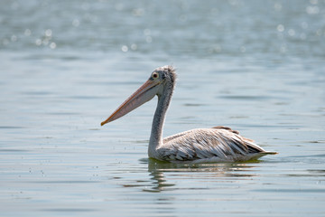 spot billed pelican or grey pelican in Thailand