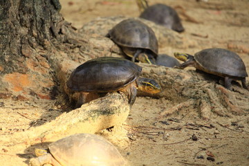 The turtles are in the farm at the zoo.