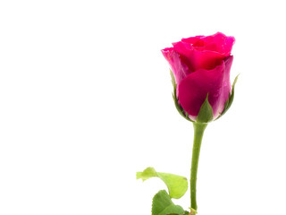 Obraz premium rose flower with green leaves.