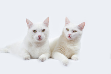 Fototapeta na wymiar couple cute white cat with white background