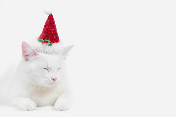 white cat with santa hat