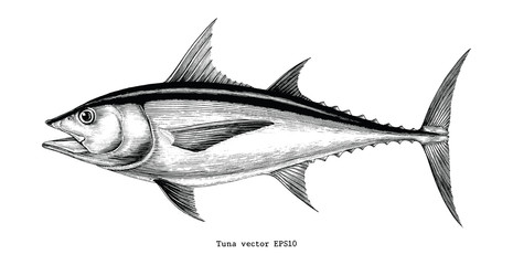 Fototapeta premium Tuna fish hand drawing vintage engraving illustration