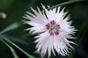 Nahaufnahme einer zarten weißen Blüte