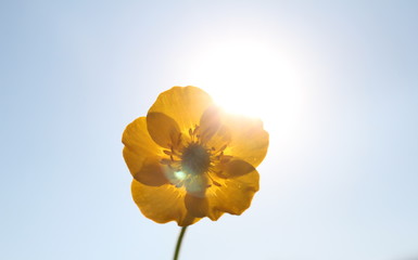 красивый желтый цветок лютик на фоне голубого неба и солнца        