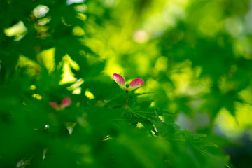 楓の種