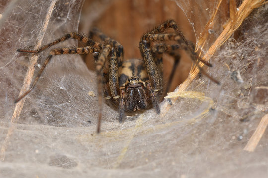 hunter spider lurking and watching from the web nest