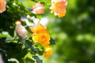 黄色い薔薇の花