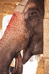 The smiling elephant with the painted nose - a trunk, attentively looks at us because of a stone column.