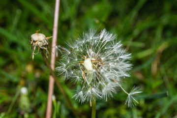white dandelion flower after the rain 