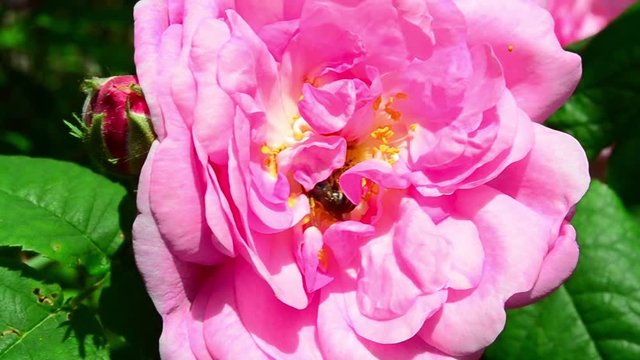 Anthophila, bee, Floribunda rose