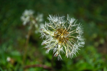 white dandelion flower after the rain 