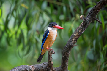 Black-Capped Kingfisher has a purple-blue wings and back, black head and shoulders, white neck collar and throat, and rufous underparts.