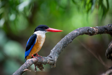 Black-Capped Kingfisher has a purple-blue wings and back, black head and shoulders, white neck collar and throat, and rufous underparts.