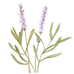 watercolor illustration of lavender