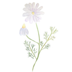 watercolor illustration of chamomiles