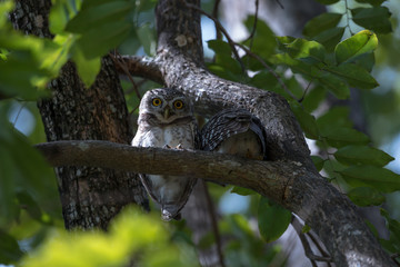 Spotted owlet is a small owl which breeds in tropical Asia