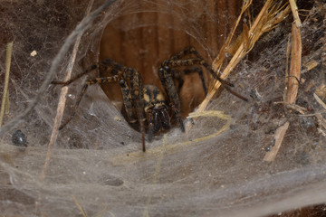hunter spider lurking and watching from the web nest 
