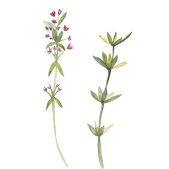 Fototapeta premium watercolor illustration of thyme