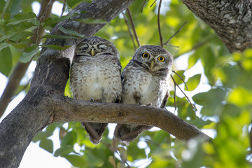 Spotted owlet is a small owl which breeds in tropical Asia