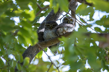 Spotted owlet is a small owl which breeds in tropical Asia