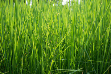 Green Rice Plant Background Texture