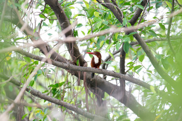 white-throated kingfisher also known as the white-breasted kingfisher is a tree kingfisher
