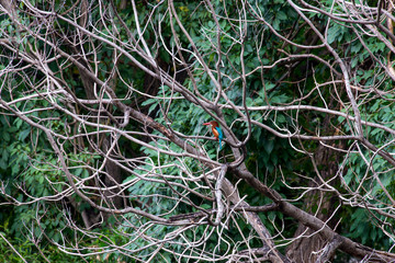 white-throated kingfisher also known as the white-breasted kingfisher is a tree kingfisher