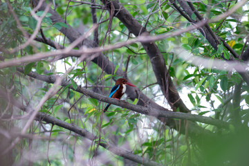 white-throated kingfisher also known as the white-breasted kingfisher is a tree kingfisher