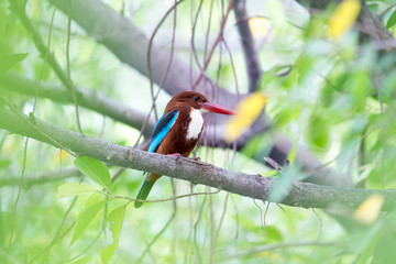white-throated kingfisher also known as the white-breasted kingfisher is a tree kingfisher
