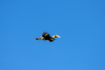 Flying great hornbill at Khao Yai national park, THAILAND © joesayhello