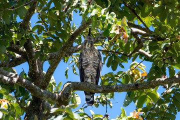 Mountain hawk-eagle or Hodgson's hawk-eagle is a bird of prey.