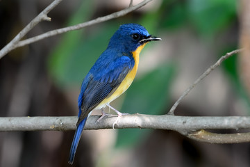 hill blue flycatcher