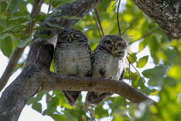 Spotted owlet is a small owl which breeds in tropical Asia