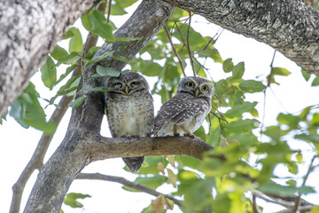 Spotted owlet is a small owl which breeds in tropical Asia