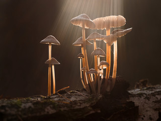 Eine Gruppe von Pilzen wird von Sonnenstrahlen beschienen. © goldi59