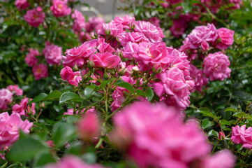 Obraz premium ピンクの薔薇