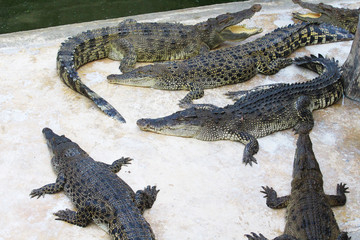 Crocodiles are on the farm at the zoo.