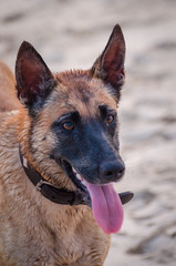 Portrait of beautiful German shepherd dog with collar at African beach during afternoon