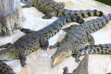 Crocodiles are on the farm at the zoo.
