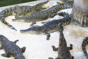 Crocodiles are on the farm at the zoo.