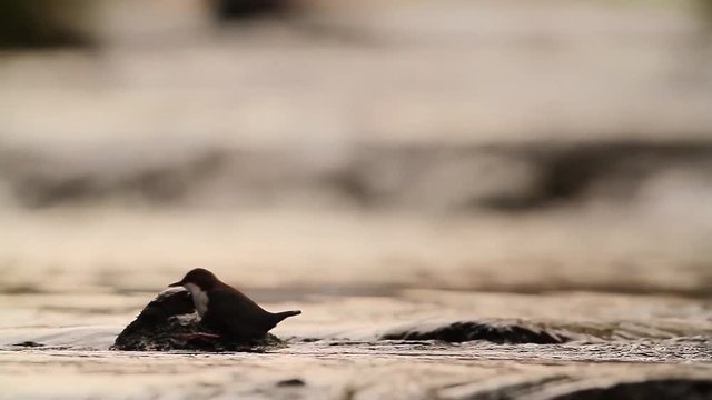 Common Dipper in Vosges, France - specie Cinclus cinclus family of Cinclidae